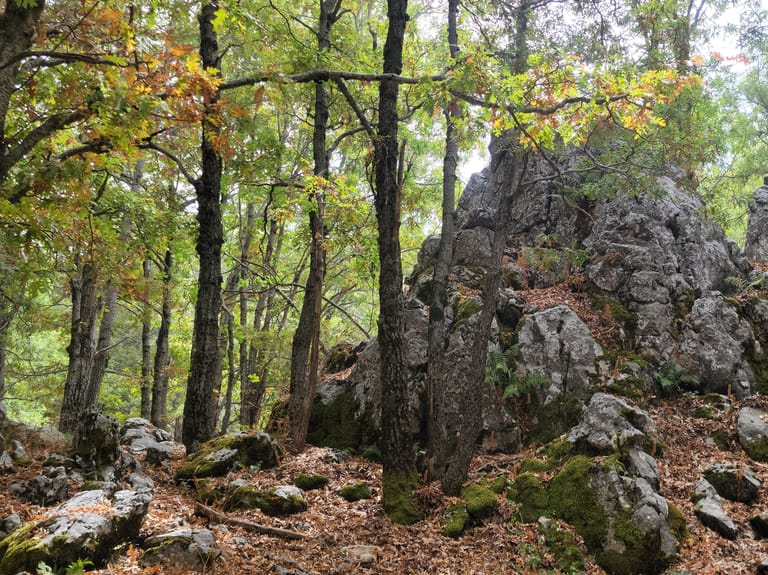 How to prepare for a Hike in a foreign country Forest